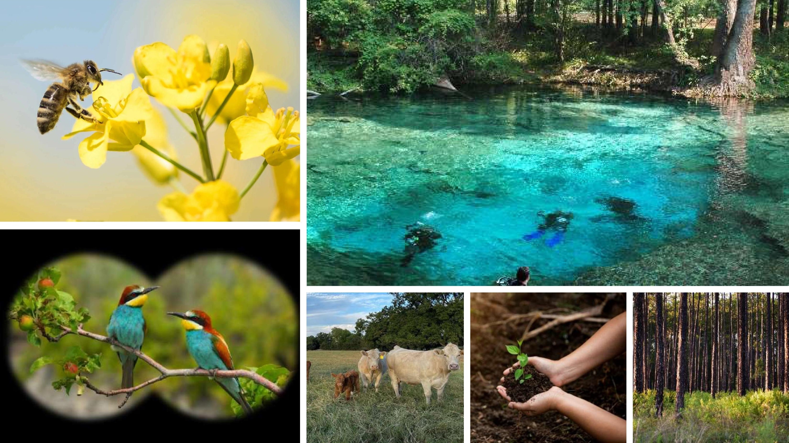 Ecosystem Services: Theory, Methods, and Practice